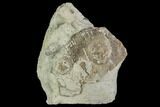 Edrioasteroid On Brachiopod Shell- Ontario #110535-1
